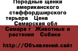 Породные щенки американского стаффордширского терьера › Цена ­ 25 000 - Самарская обл., Самара г. Животные и растения » Собаки   